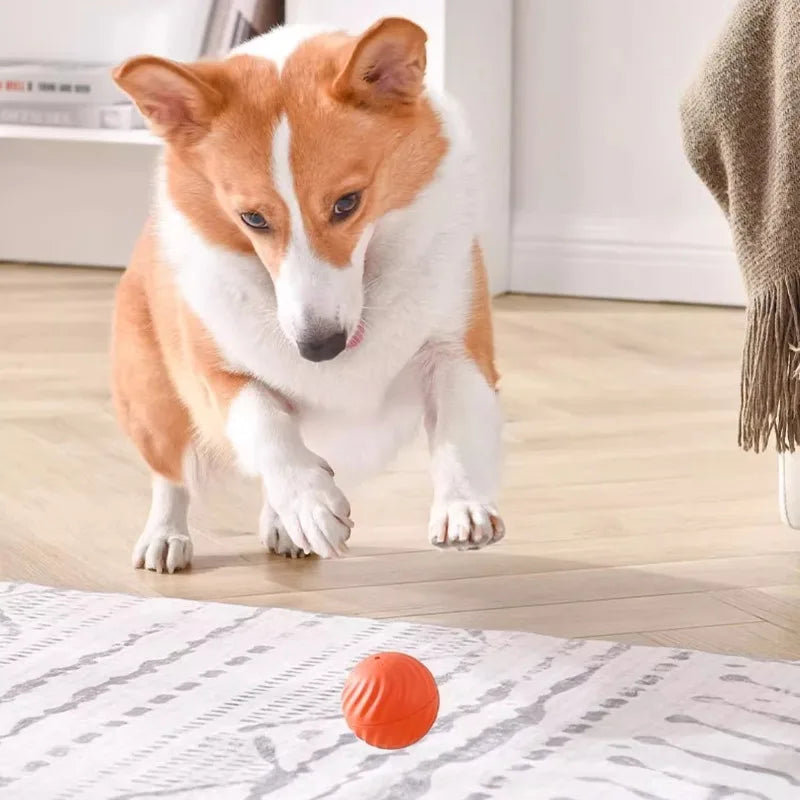 Pelota interactiva automática para perros